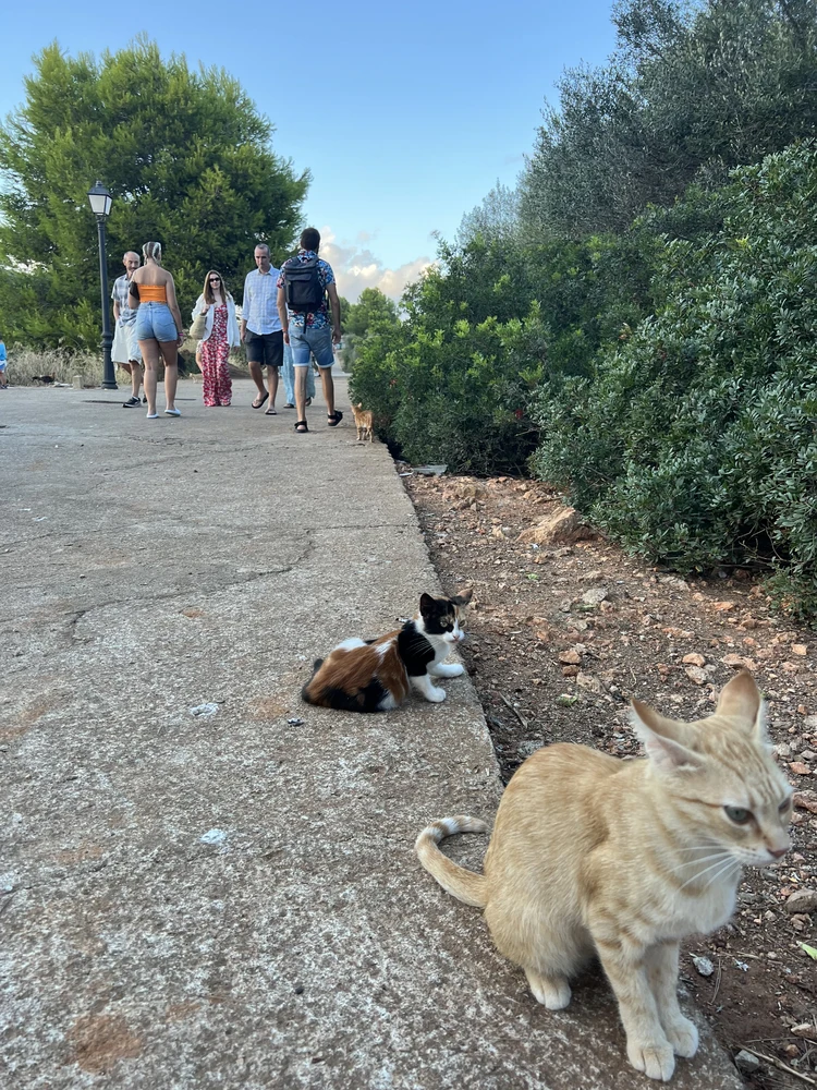 Etwas fußläufig findet sich der Ort Cala 'Or mit weiteren Bars.