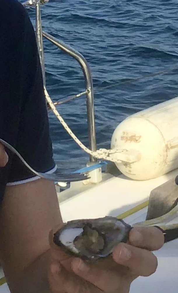 ...und können beobachten, wie die Farmer ihre Muscheln servierbereit zubereiten.